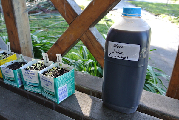 Lettuce seedlings and worm juice